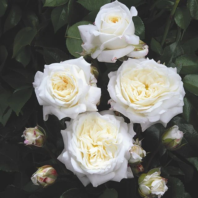 Miniatuur 2
