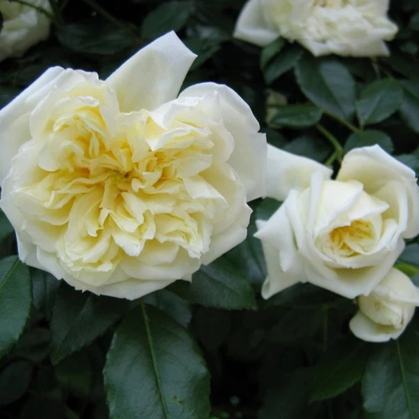 Miniatuur 2
