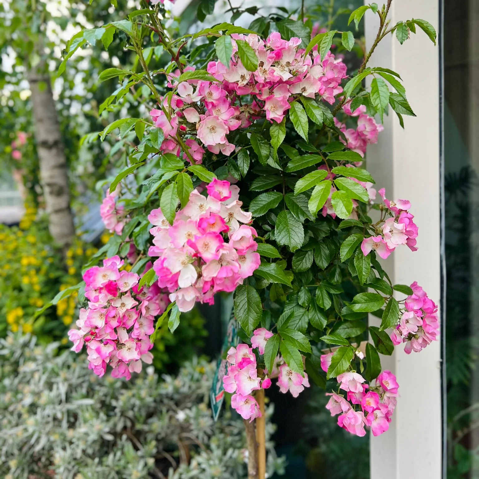 Miniatuur 1