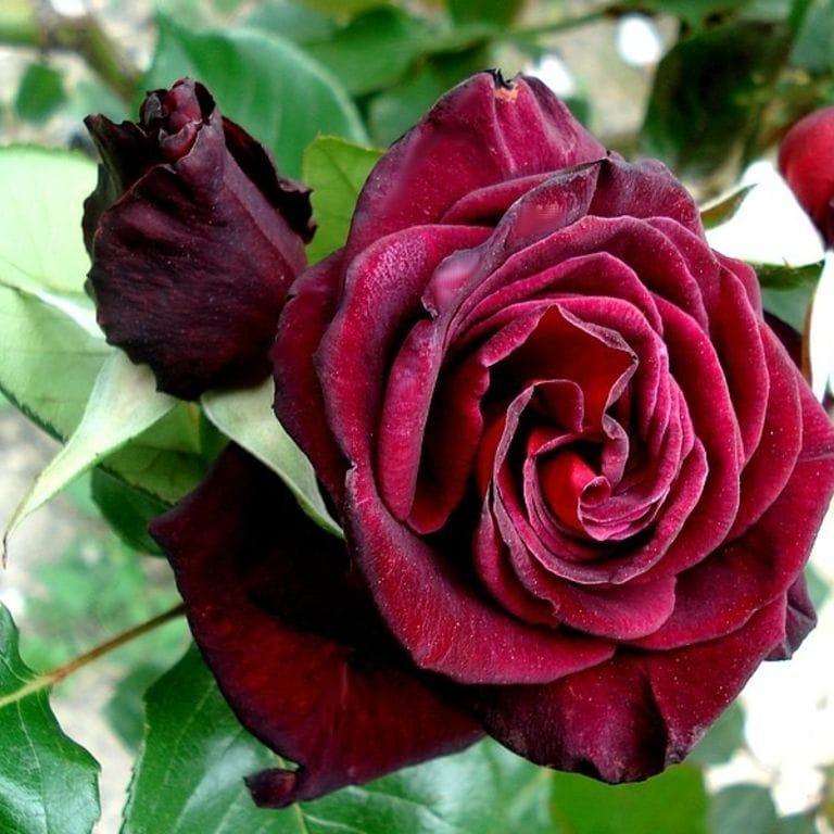 Miniatuur 2