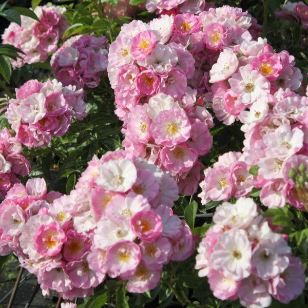 Miniatuur 2