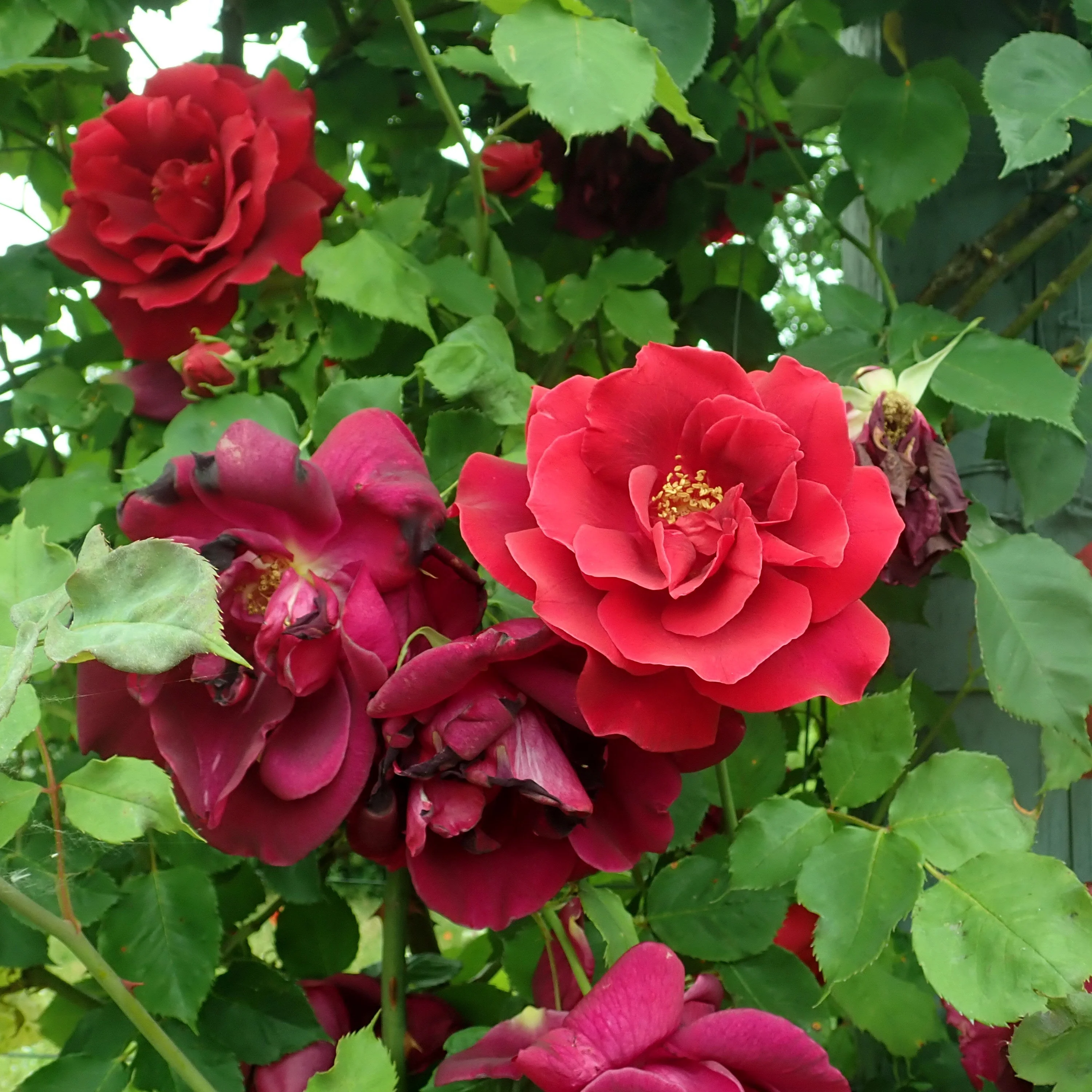 Rode rozen