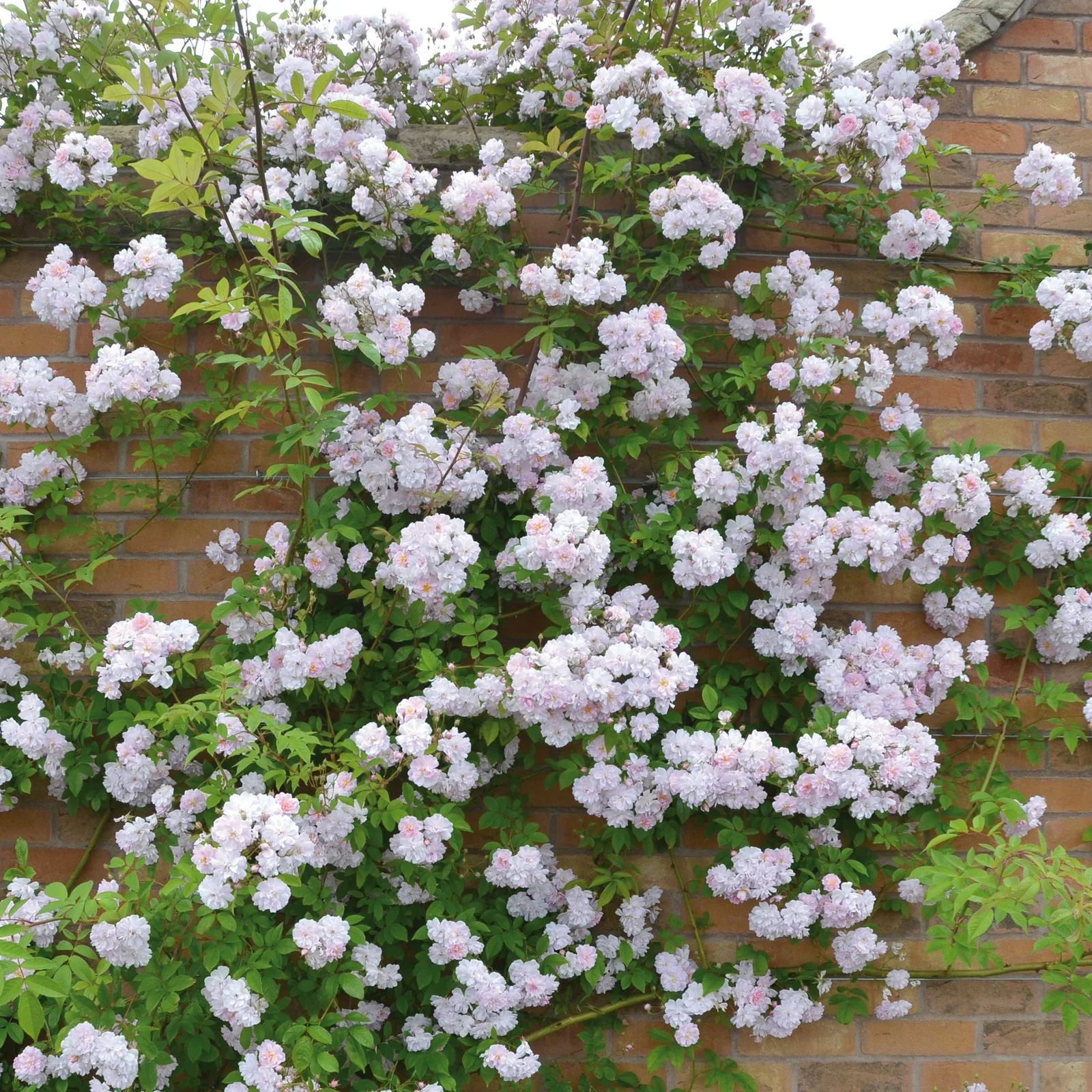 Pergola of schutting